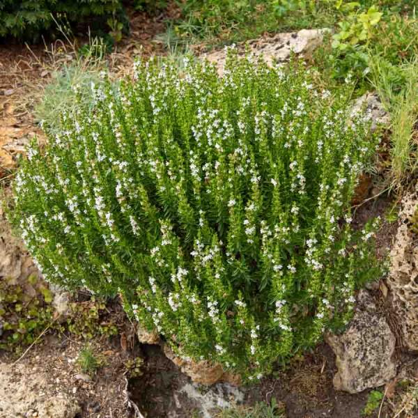 Aromatiques - Sarriette Commune - face recto